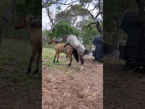 Colocando cavalo com nossa égua