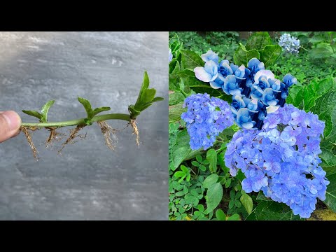 Did you know that hydrangea leaf bones can easily sprout young shoots when you do this