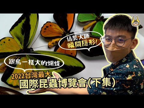 Master of camouflage! The befall of helena morpho! Taiwan Insects exhib. ep.2