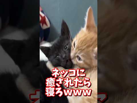 ネッコの動画で癒されたら寝ろｗｗｗ　#2ch #2chまとめ 動物スレ #2ch面白いスレ #動物 #犬 #猫 #癒やし #ねこ動画