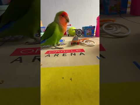 Bird Training : Smart lovebird Parrot | Smart Little Cute Parrot #training #smartparrot #cute