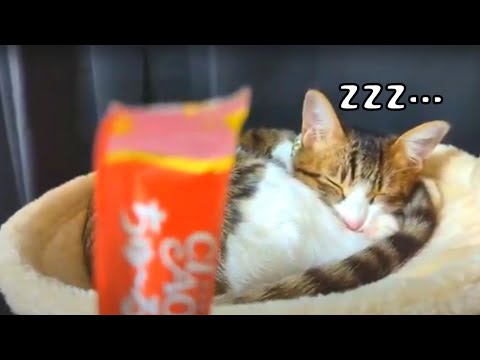 爆睡している子猫が目の前のチュールに気づくとこうなったｗ