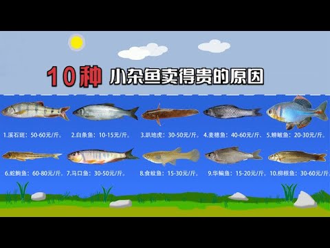 小杂鱼凭啥卖那么贵？盘点10种小杂鱼的价格，每一种都不便宜！