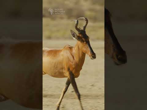 Red Hartebeest. #antelope #kgalagadi #kalahari #wildlife #botswana #safari #animals #africansafari