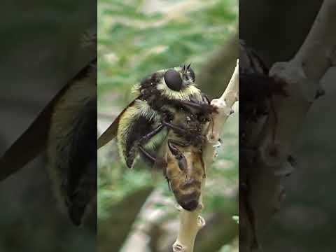 Bee VS Robber fly