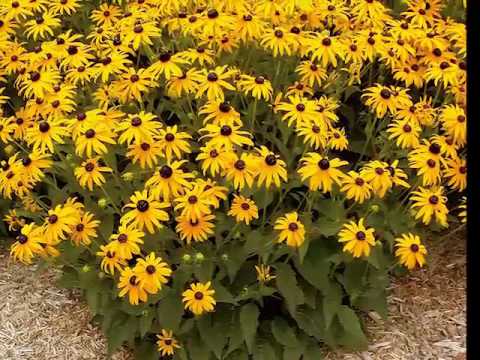 Get to Know Black-Eyed Susan/Rudbeckia - Sun-Loving Plants