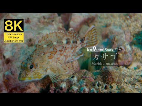 【8K 水中映像】カサゴ / Marbled rockfish / Sebastiscus marmoratus