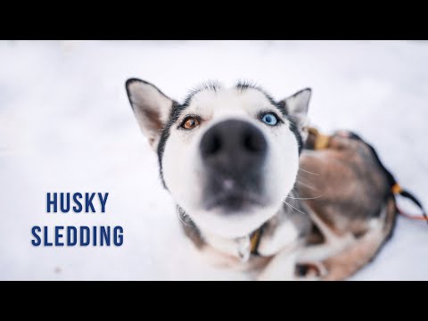 Husky sledding in Finnish Lapland - trailer