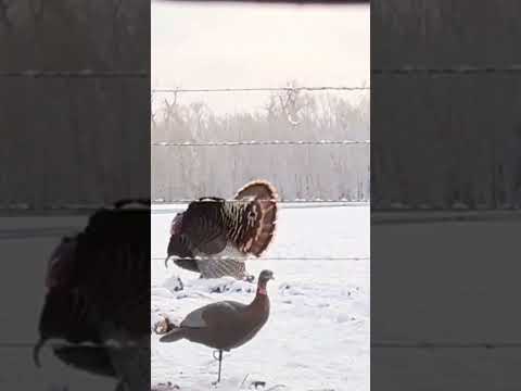 Snow gobbler (full hunt in the comments) #turkeyhunting #hunting #gobblegobble