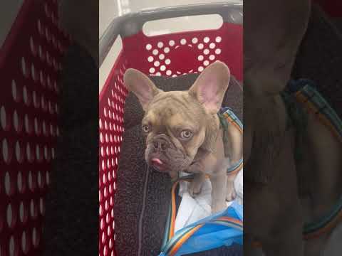 Bear thought we were headed to Petco, he’s MAD😂 French Bulldog #puppy #frenchie #dog