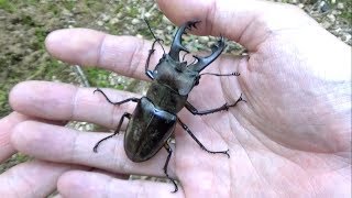 昼間にミヤマクワガタを捕まえる方法を徹底指導します。How to catch mountain stag beetles Lucanus maculifemoratus