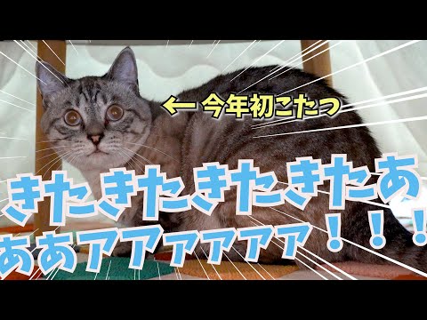 今年初めてこたつを出したら犬と猫がこうなりました！