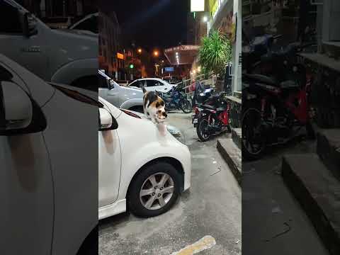 Cute Cat Descending from Top of Car 可爱猫咪怎么从车顶下来呢？#cutecat #catjump #becareful #可爱猫咪