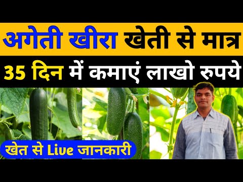 खीरा की खेती कैसे करें। Kheera Ki Kheti।Cucumber Farming In India।Kheera Ki Top Variety।खीरा की खेती