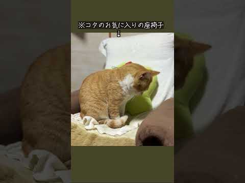 縁側ねこ コタの思い出｜お気に入りの座椅子でぺろぺろタイム