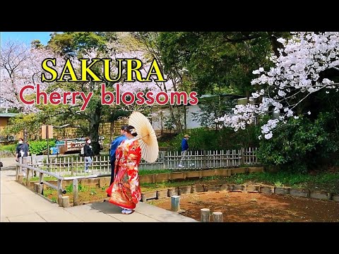 【日本樱花2022】樱花的季节来临 满山遍野 处处是樱花美景🌸