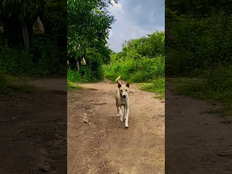 Is he cute.? dog running ☺️☺️ #dogs #dogrunning #cutedog