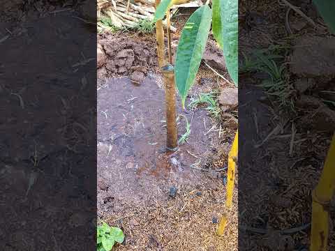 watering young durian tree #shorts