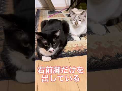 飼い主に敬意を表す猫たち。 #shorts #cats