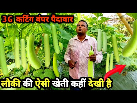 मचान विधि से लौकी की खेती |lauki ki kheti kaise kare in hindi | lauki ki kheti | 3g cutting lauki