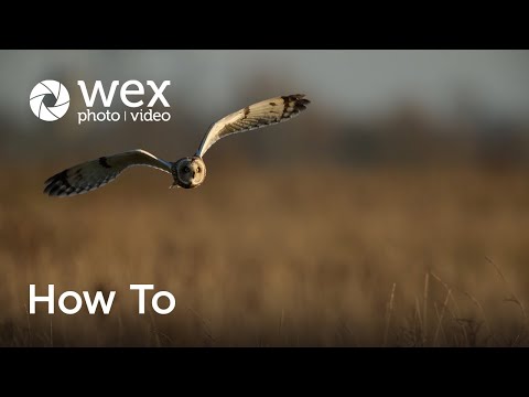 How To | Capture Winter Wildlife