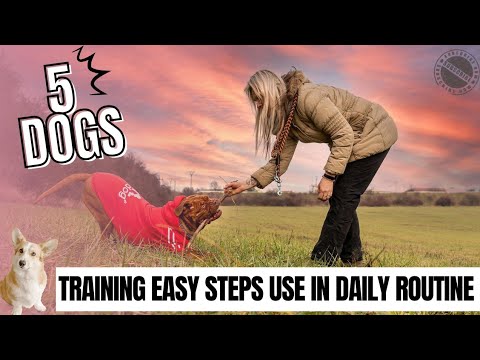 Dog Training for Daily Routine | कुत्ते को क्या सिखाया जाए जाने इस वीडियो में  #dogtraning