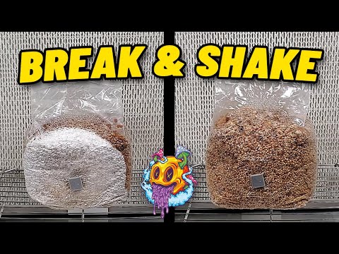 Should You "Break & Shake" A Grain Bag? | Boomr Bin EP2