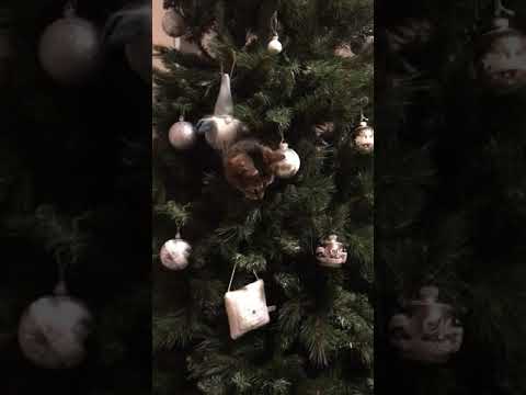 Cat in a Christmas Tree🎄