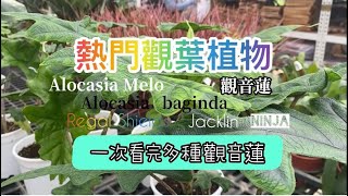 熱門觀葉植物｜多種觀音蓮一次看｜觀音蓮Alocasia｜居家植物｜植物See