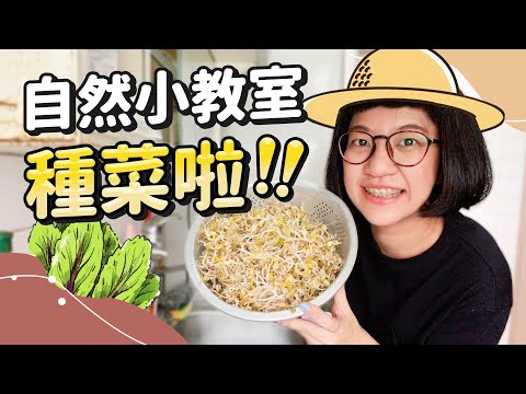 【種菜啦!】 療癒豆芽菜成長日記 炎熱消暑綠豆湯 製作簡單不麻煩