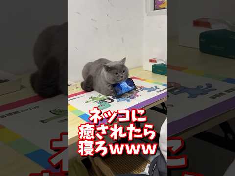 ネッコの動画で癒されたら寝ろｗｗｗ　#2ch #2chまとめ 動物スレ #2ch面白いスレ #動物 #犬 #猫 #癒やし #ねこ動画