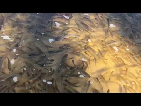 ‘Jubilee’ Draws Millions of Fish into the Gulf Coast Shallows, Where They’re Ripe for Gigging