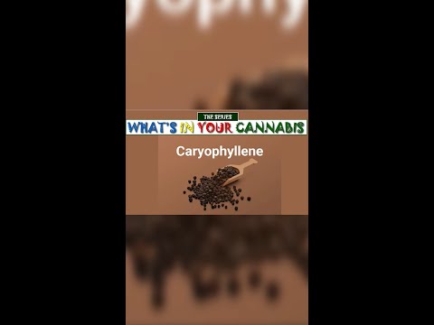 What’s in Your Cannabis : Caryophyllene