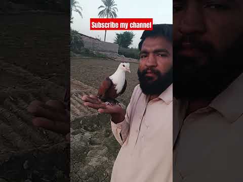 #beautiful #pigeon #bird #kabootar #pigeonlove #birdspecies #pigeonbreeds #whitepigeon