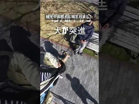 【衝撃映像】横浜観光中に突然犬に噛まれました！#事故 #いぬ