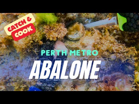 Abalone | Catch & Cook | Perth Western Australia