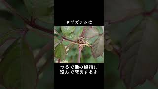 30秒植物紹介【藪枯(ヤブガラシ)】