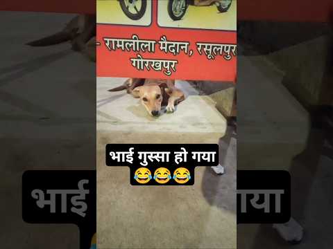 Santosh pagal #funny #comedy #viralsantoshpagal #santoshpagal #funnyshorts #crezy #dogcomedy #dog