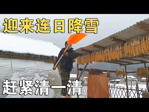 东北林区迎来连日降雪，趁着雪停赶紧清一清，别把我的棚子压塌了【环华行913】