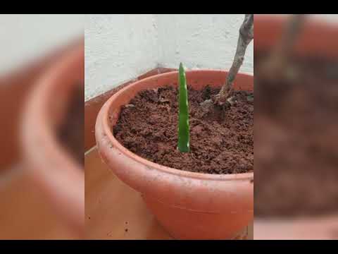 Aloe vera propagation steps