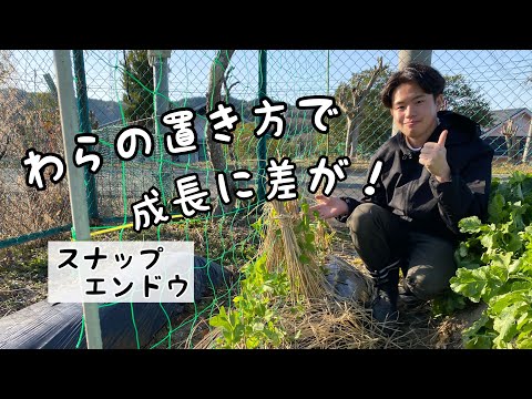 【家庭菜園】霜対策はこれ！【スナップエンドウ栽培】