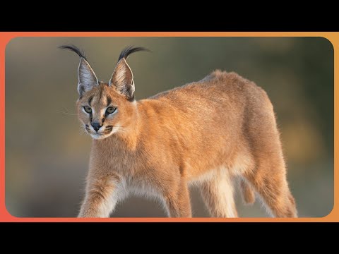 Wildlife Wars: Caracals, Jackals, and the Fight for Food (4K Documentary)