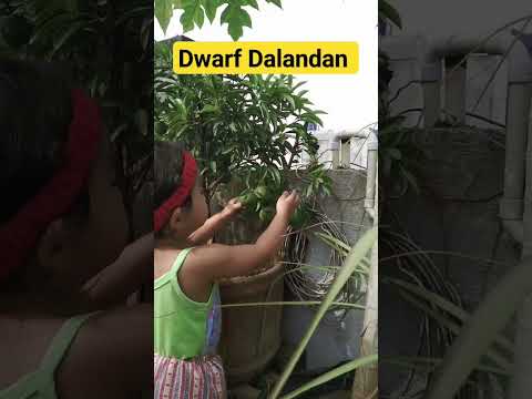 Dwarf Dalandan Tree #harvest #picking #fruit