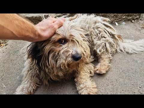 He Was AGGRESSIVE, But I Had To Shave All That Matted Fur!