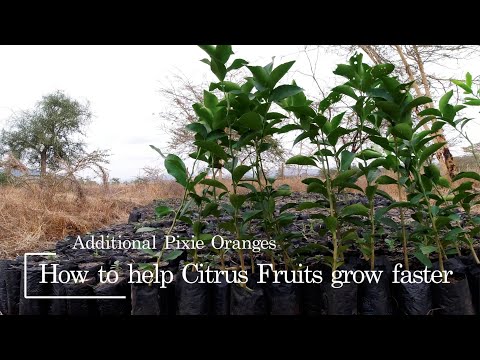 Red Soil Miracle or Myth on Citrus growth? #farmlifeuncovered #citrus