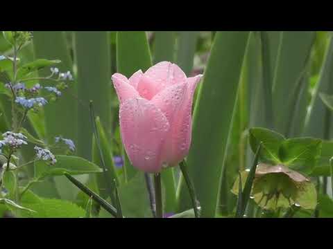 Pink Tulip | Copyright Free Video Footage