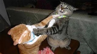 Cats behave naturally 😹 Funny Cats Videos