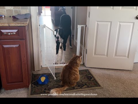 Funny Great Dane Complains But Bows & Hails To Cat Door Guard