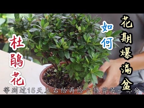 【天天小花農】要杜鵑花多開花，做好這些工作，花期花朵爆滿盆