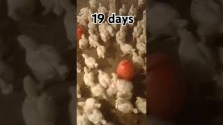 #youtube #chicken #poultrydays #chickenfarming #youtubeshorts #poultry #poultryfarming #19days